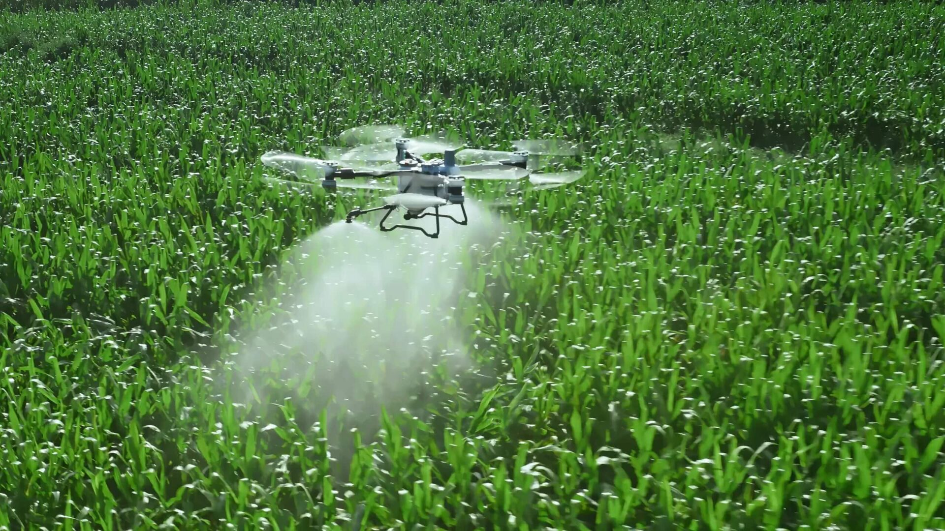 Dron DJI Agras T100 fumigando un cultivo de maíz